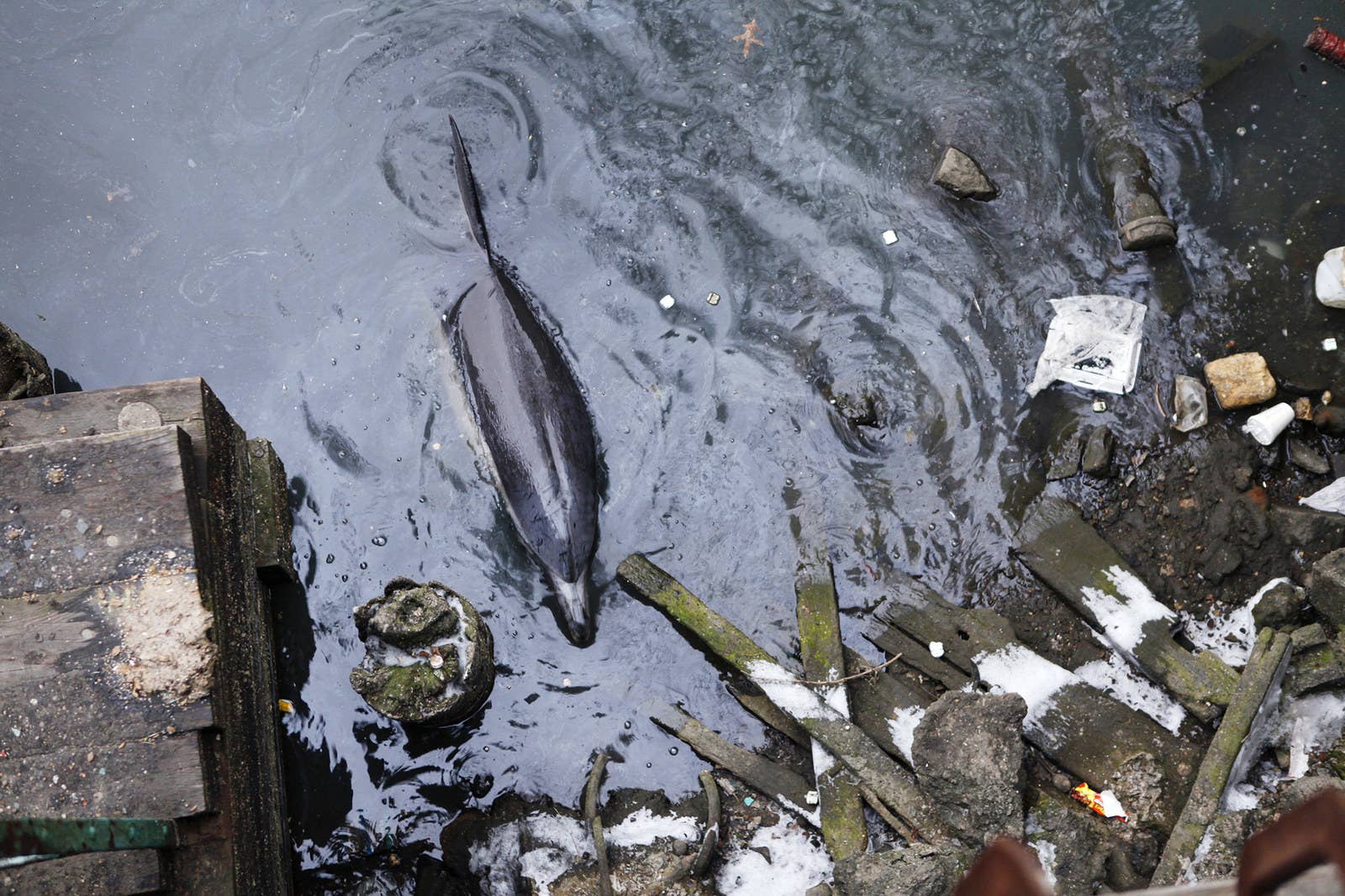 傷ついたイルカがNY・ブルックリンの水路に迷い込んだ。（2013年1月25日）