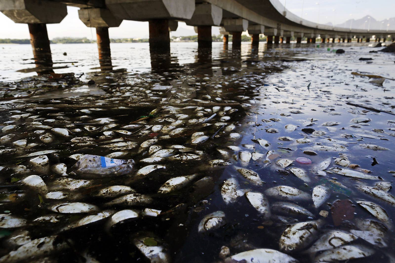 魚の死体とゴミが浮かぶブラジル・リオデジャネイロのグアナバラ湾。(2015年2月25日)