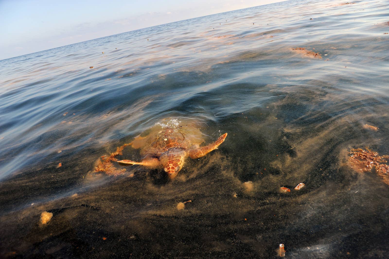 メキシコ湾原油流出事故で汚染されたカツオノエボシを食べるため、海面に浮かんだウミガメ。(2010年5月5日)