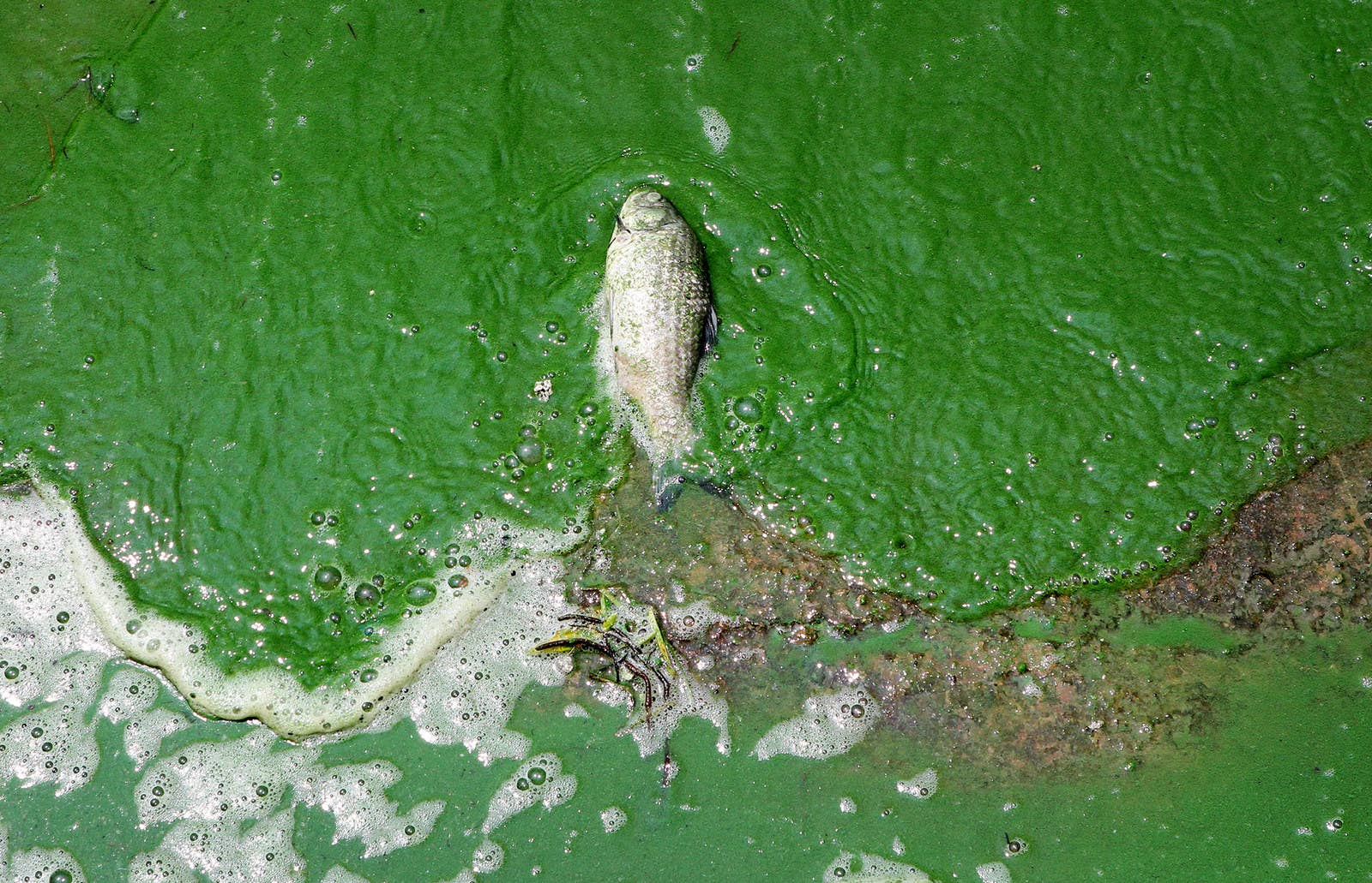 中国・昆明市の滇池が藍藻による汚染で緑色に。死んだ魚が水面に浮かんでいる。(2015年7月12日)