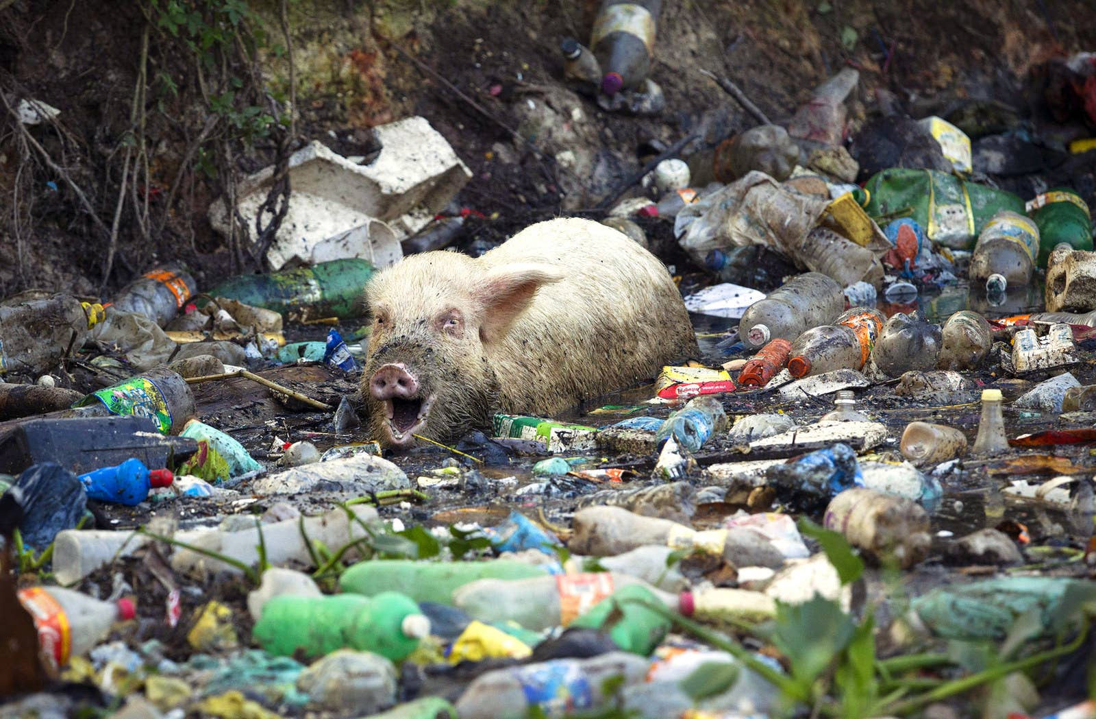 ブラジル・リオデジャネイロのゴミで溢れる沼で餌を探す豚。(2012年6月15日)