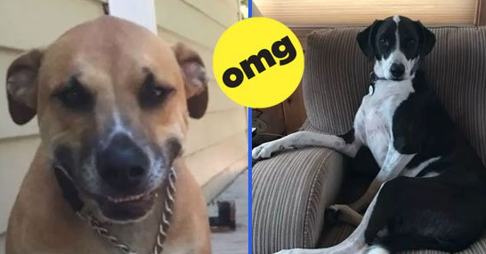 46 Humanlike Dogs That'll Either Delight You Or Freak You The Fuck Out