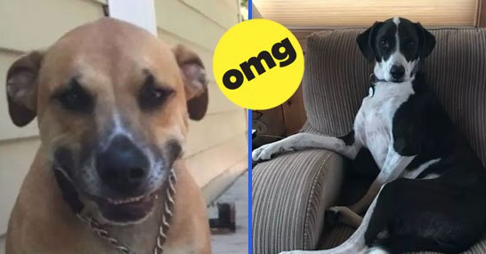 46 Humanlike Dogs That'll Either Delight You Or Freak You The Fuck Out