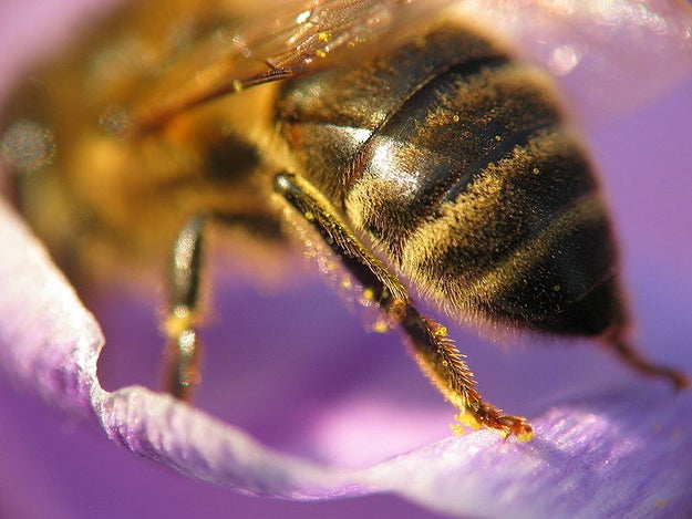 Bee stings can be fatal, but it's uncommon.