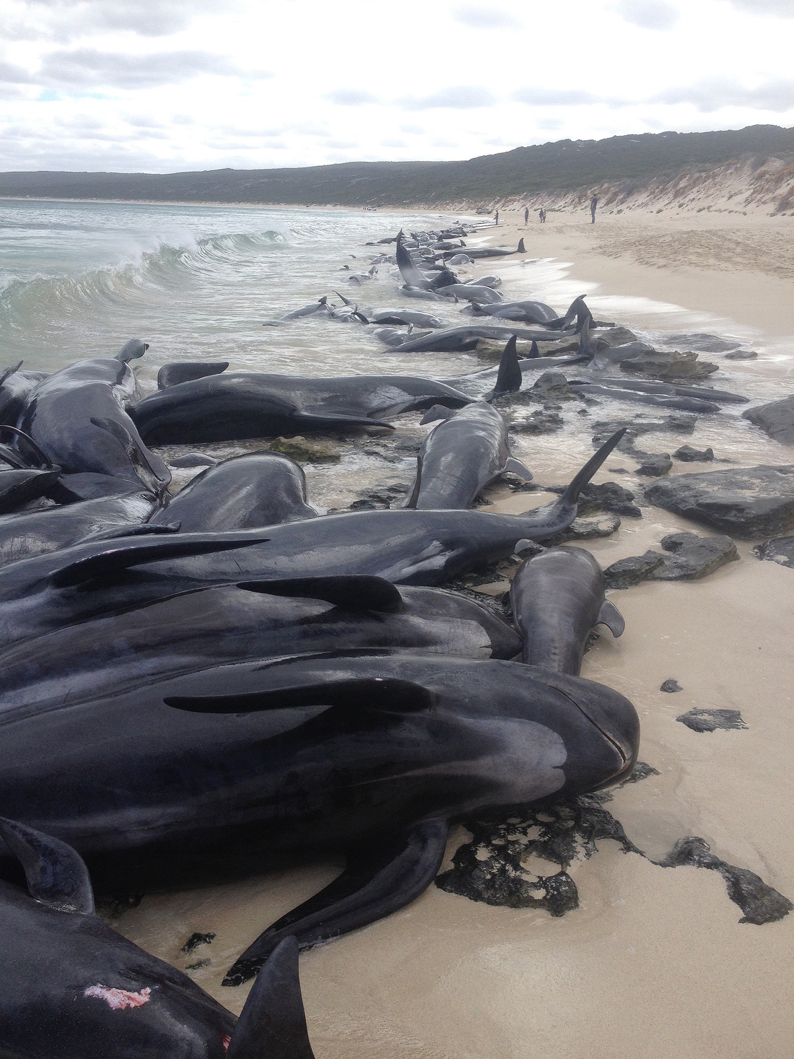 only-four-of-the-150-whales-that-beached-themselves-in-western