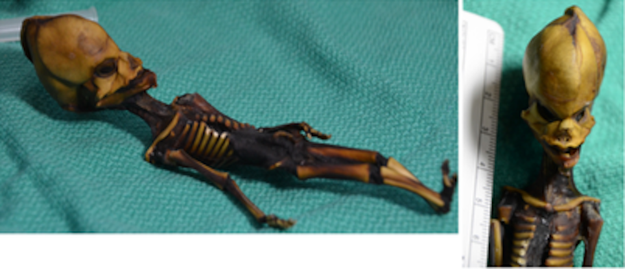 Now a new analysis of the entire genome provides much more information about the skeleton.