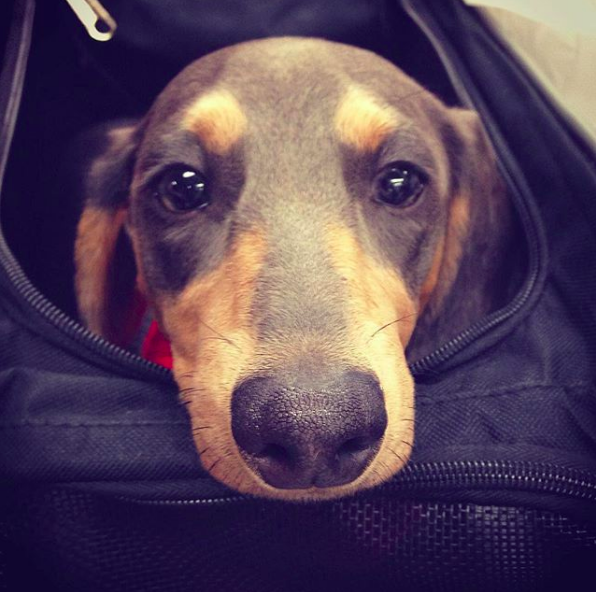 21 Puppies That Will Make Your Heart Burst With Happiness