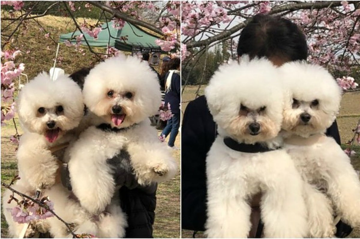 パパとママで表情の差がありすぎる犬2匹が 笑っちゃいけないけど笑ってしまう