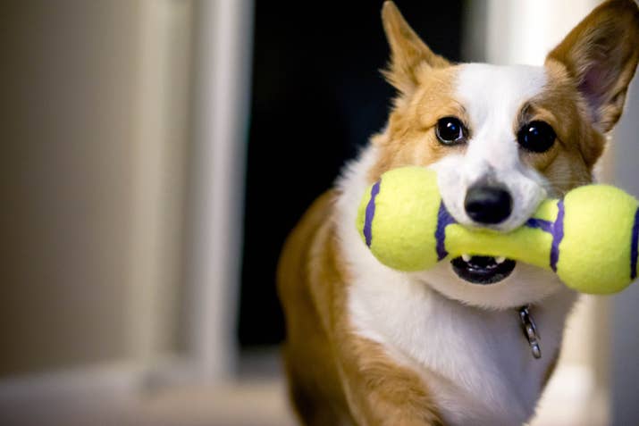 There's a theory that they rip the squeaker out of the toy because as long as it squeaks, the dog still thinks it's alive.