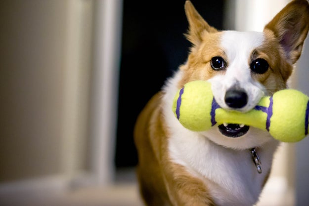 Speaking of disturbing pet facts, dogs like squeaky toys because they mimic the screams of their prey.