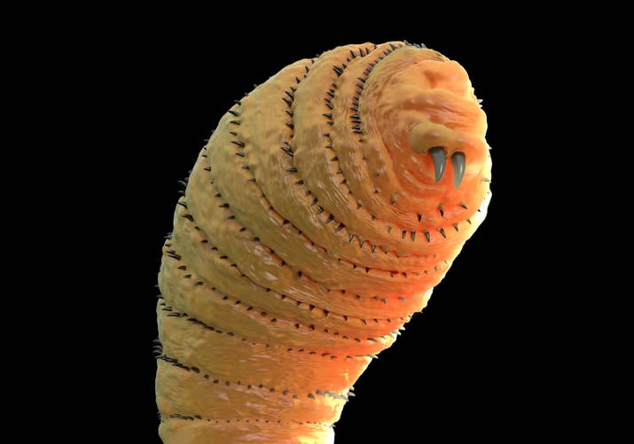 During that time, you can see them move around underneath your flesh.