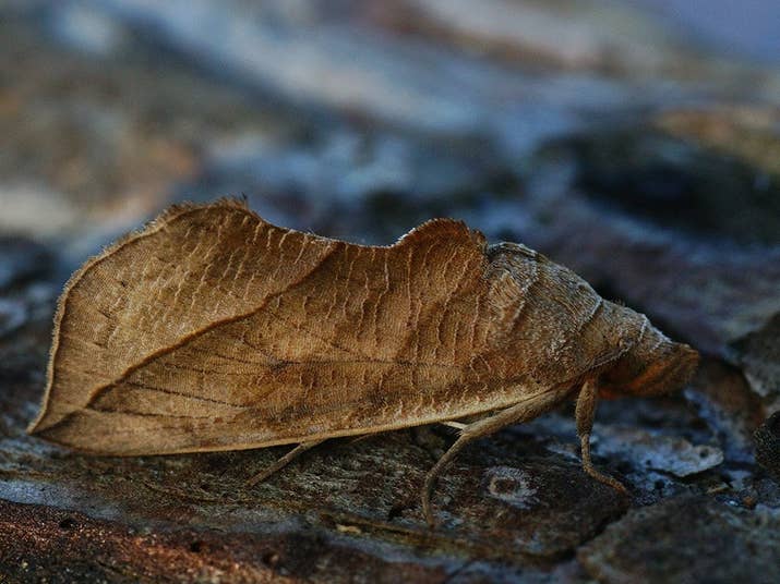 Vampire moths feed on the blood of mammals, including humans. They can suck blood for up to 50 minutes.