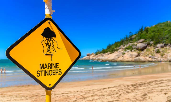They're called Irukandji jellyfish, and they grow to be about a centimeter in body height. Jellyfish taxonomist Lisa Gershwin says that side-effects of their sting include pain that feels like someone is drilling through your back, sweats so bad that sheets have to be wrung out every 15 minutes, difficulty breathing, constant nausea and vomiting for up to 12 hours, and muscle restlessness to name a few.