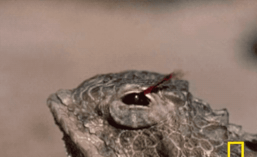 It's a very helpful way to get debris out of their eye.