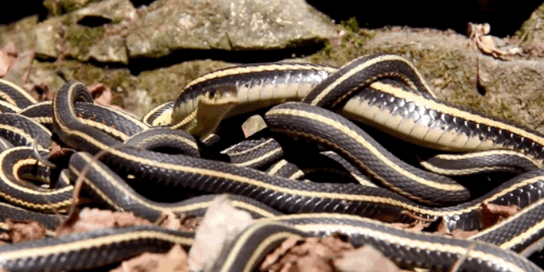 Bei Audibles Zoopedia erklärt Sue Perkins: „Diese Vorgang kann bis zu einem Monat dauern. Weibchen können mehrfach so groß sein wie ihre Männchen. Das bedeutet, dass manchmal eine größere männliche Schlange von seinen Artgenossen für ein Weibchen gehalten wird – und man dann beobachten kann, wie sich ein Schlangenknäuel um sie bildet.