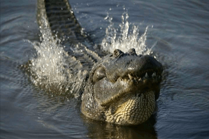 Bei Audibles Zoopedia erklärt Sue Perkins: „Üblicherweise paaren sie sich im Frühling, wenn sie sich in großen Zahlen sammeln und zusammen grölen - und damit Infraschallwellen auslösen, welche das Wasser um sie herum 'spritzen' lassen - dies wird 'Alligatorentanz' genannt - was ein überraschend schöner Name für eine lärmende Ansammlung von notgeilen Raubtieren ist.” „Das Umwerben kann bis zu einem Monat dauern und verläuft so, dass das Männchen seinen Kopf aus dem Wasser streckt und ein bestimmtes Weibchen mit schnurrenden Lauten, so genannten 'Chumpfs', verführt.”