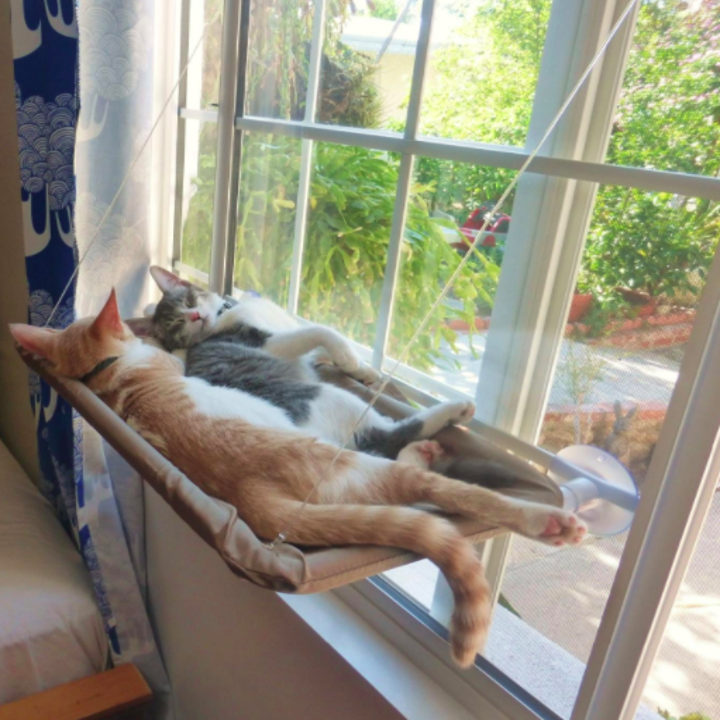 cats in a hammock