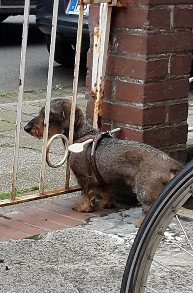 This pet owner who didn't want to install a new gate to keep their dog from escaping.