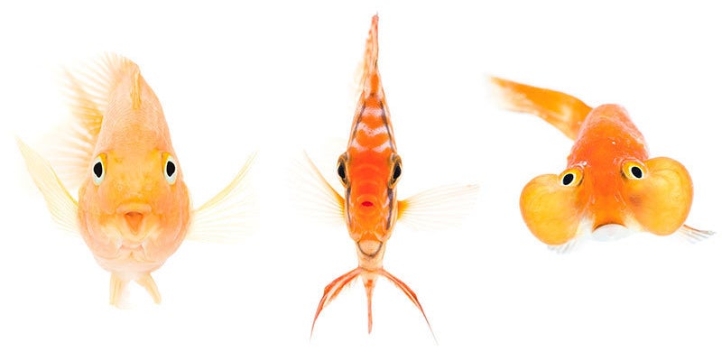 これが水族館の本気 魚の正面顔愛好会 がシュールすぎて癒される