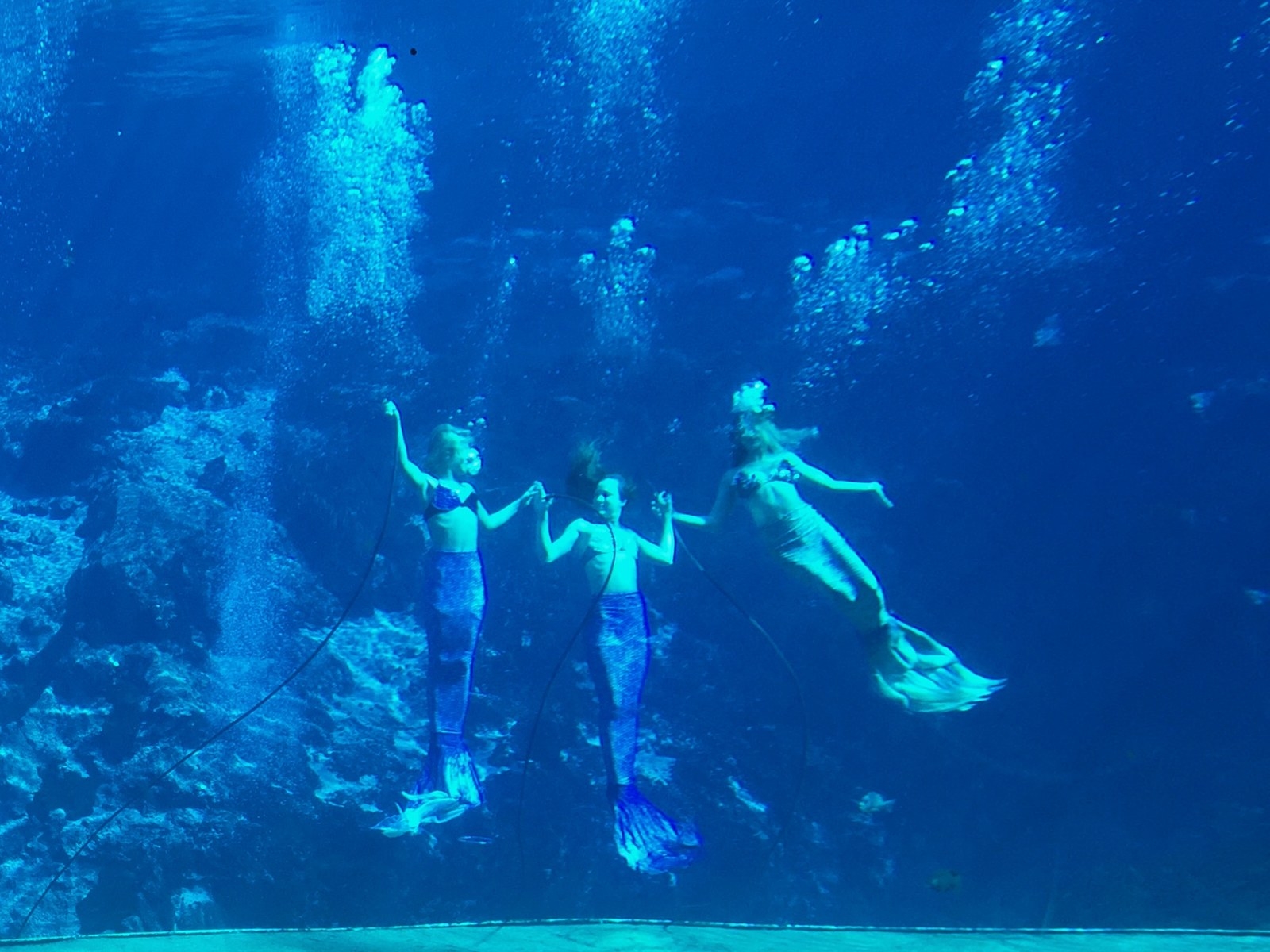 Mermaids who perform multiple musical shows, every day, completely underwater. Mermaids who used to stand out by the road in bikinis in the 50’s to wave in travelers, truckers, and tourists alike and invite them to experience their...attraction. The only thing more Florida than Mermaids would be a Jimmy Buffett concert—OH BUT WAIT, they've performed at a Jimmy Buffet concert too and will proudly show you all the receipts before each show.