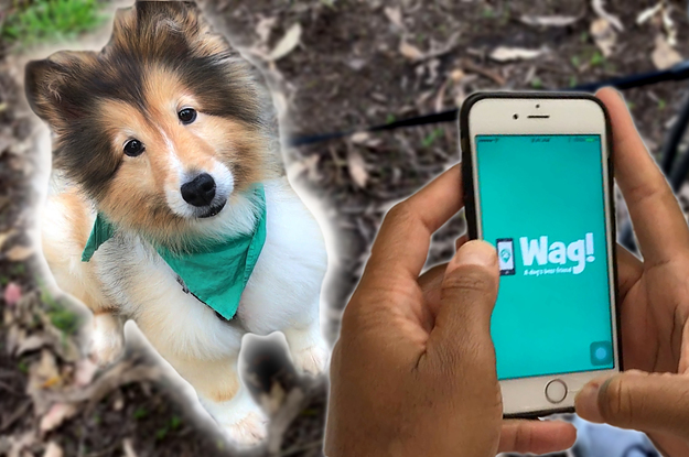 Can You Make Real Money On A Dog-Walking App?