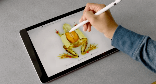 カエルを解剖しなくても、いろいろわかるようになるわけですな…。