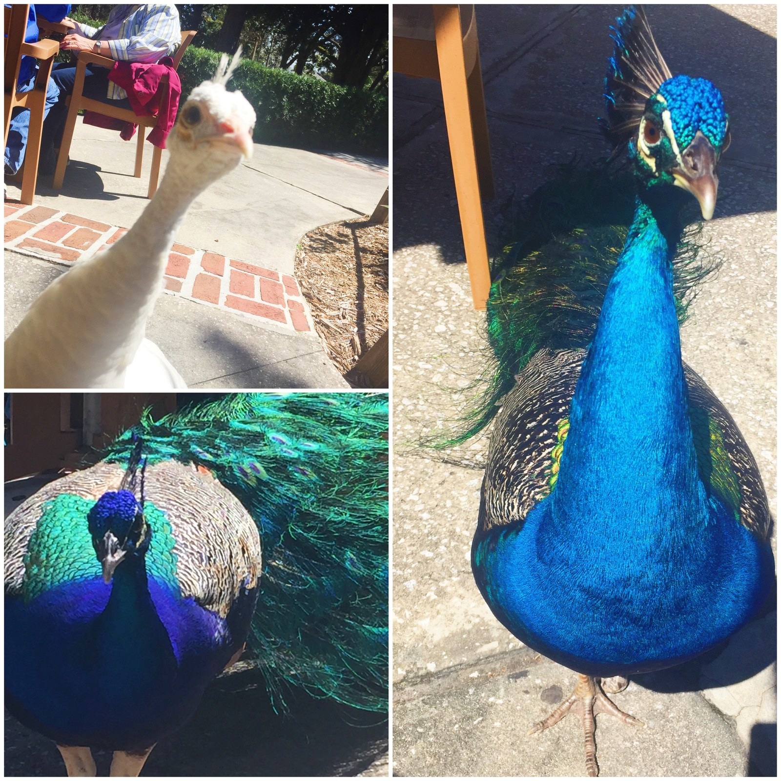 Peacocks walk around the café like they own the place. Because they do; stop feeding them, they already know they run these streets and we’re all their b*tches.