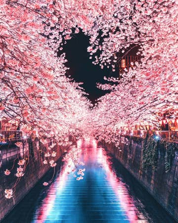 ラブリー夜桜 桜 かっこいい 壁紙 最高の花の画像