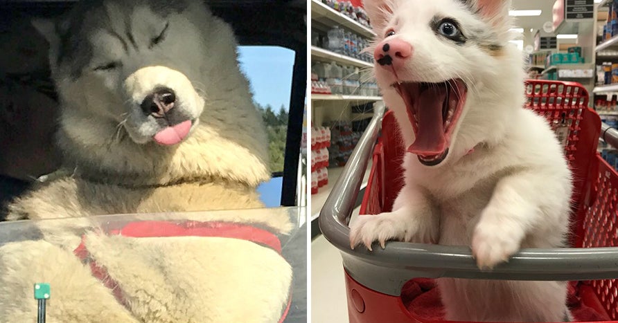 19 Dogs Who Were Too Funny For Their Own Good 