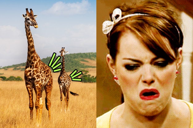 15 Animaux Dont Vous Serez Ravis D Apprendre Que Oui Ils Petent Tout Comme Les Humains