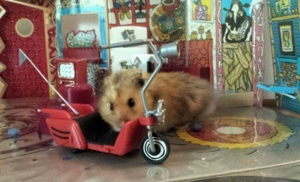 Neil Patrick Hamster.