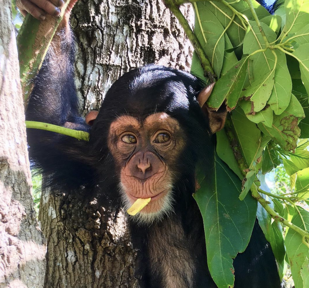 Specifically, this chimp named Limbani who lives at the Zoological Wildlife Foundation, a nature reserve in Miami.