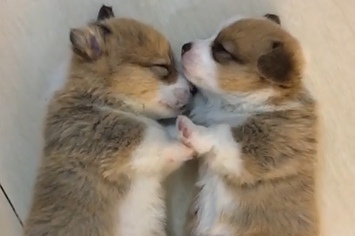 These Cuddling Corgi Puppies Are The Cutest