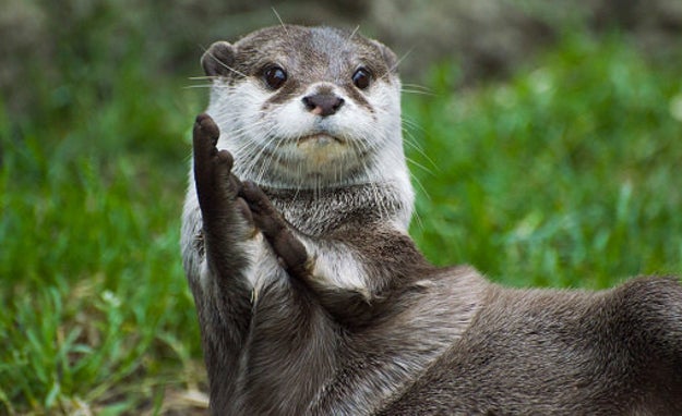 An otter's poop is technically called "spraint" and can smell like violets.
