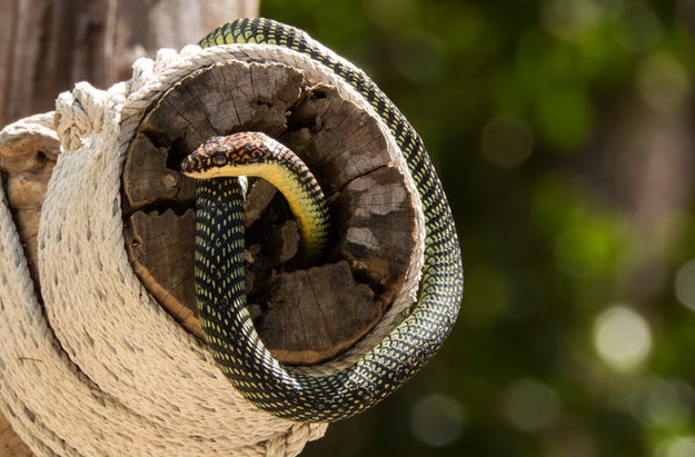 Flying tree snakes can soar as far as 330 feet.
