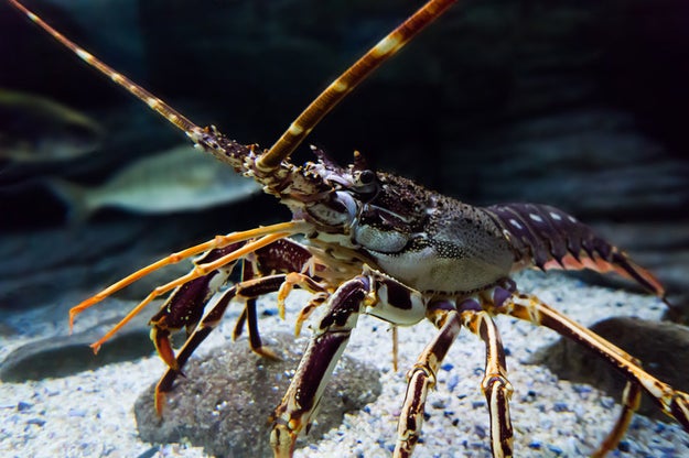Female lobsters attract a male by squirting urine from nozzles on their face directly onto their selected mate.