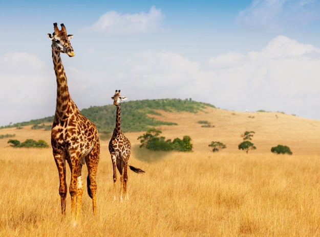 Giraffes may look like elegant creatures, but their farts smell really bad. Lucky for them, their noses are so far away from their butts that they probably can't smell a thing.