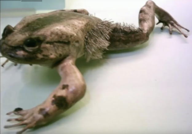 The hairy frog, a.k.a. horror frog, can break the bones in its front feet to create claws that penetrate through the skin.