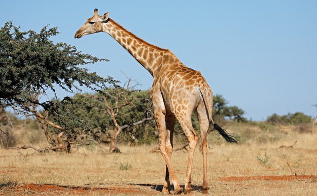 Male giraffes will smell and drink a female giraffe's urine to tell if she's ready to mate.