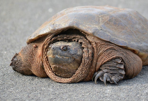 The white-throated snapping turtle can actually breathe through its butt.