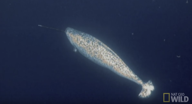 A narwhal's husk is actually a really long front tooth, not a "unicorn" horn.