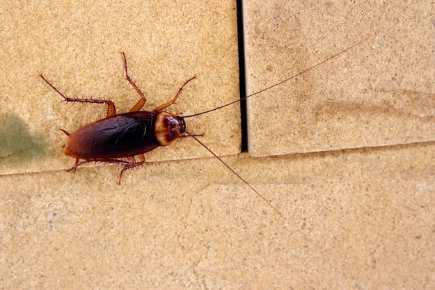 Not only do American cockroaches fart, but if you've ever seen one in your pantry, it probably farted ON YOUR FOOD. Gives a whole new meaning to "cut the cheese," you know?