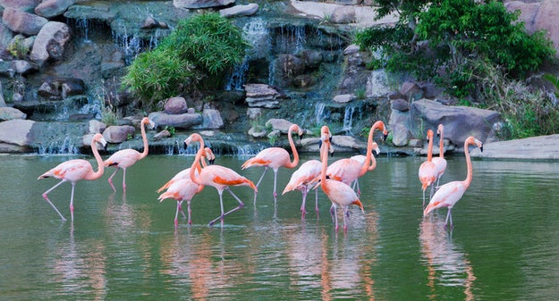 Flamingos aren't actually born pink. They turn pink from eating algae, larvae, and shrimp daily.