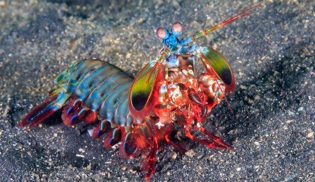 And finally, a peacock mantis shrimp can throw a punch that is equivalent to the speed of a .22 caliber bullet, despite being only several inches long.