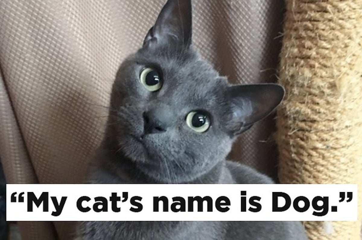 33 Funny Pet Names That'll Make You Say 