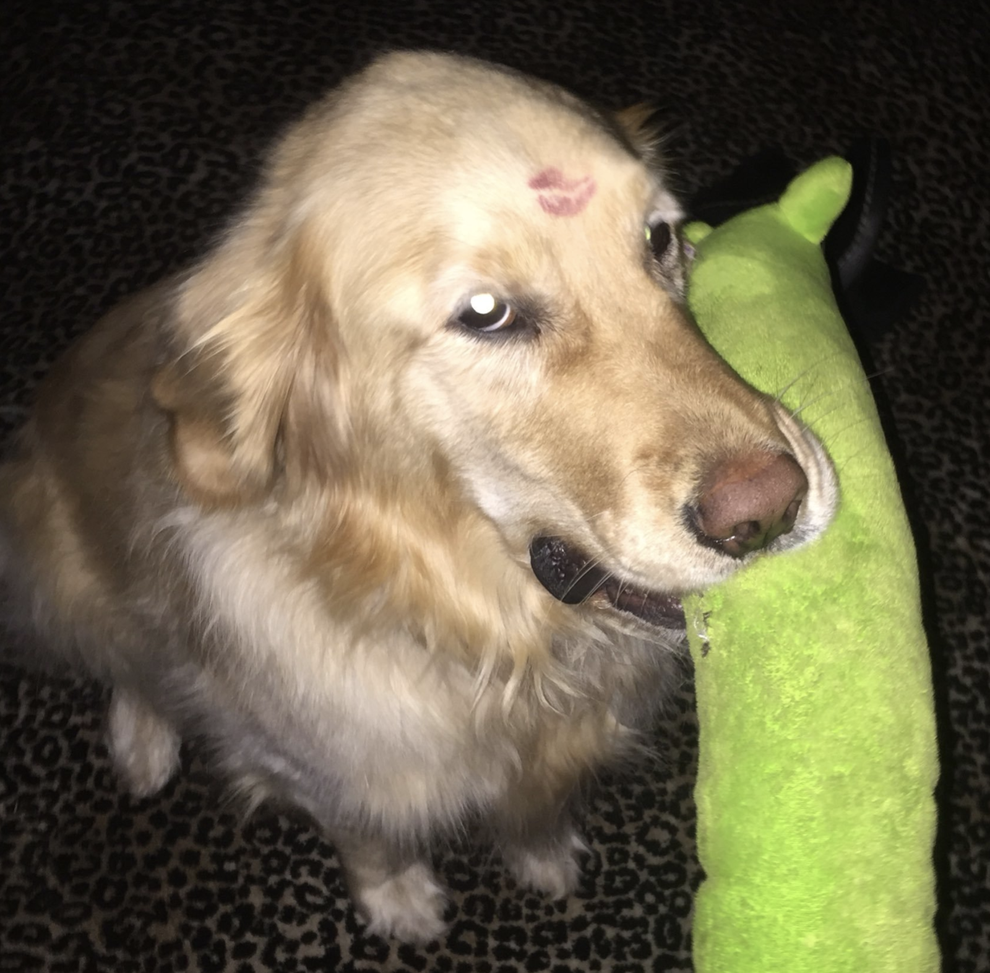 Literally Just 18 Dogs With Cute Lil' Kisses On Their Cute Lil' Heads