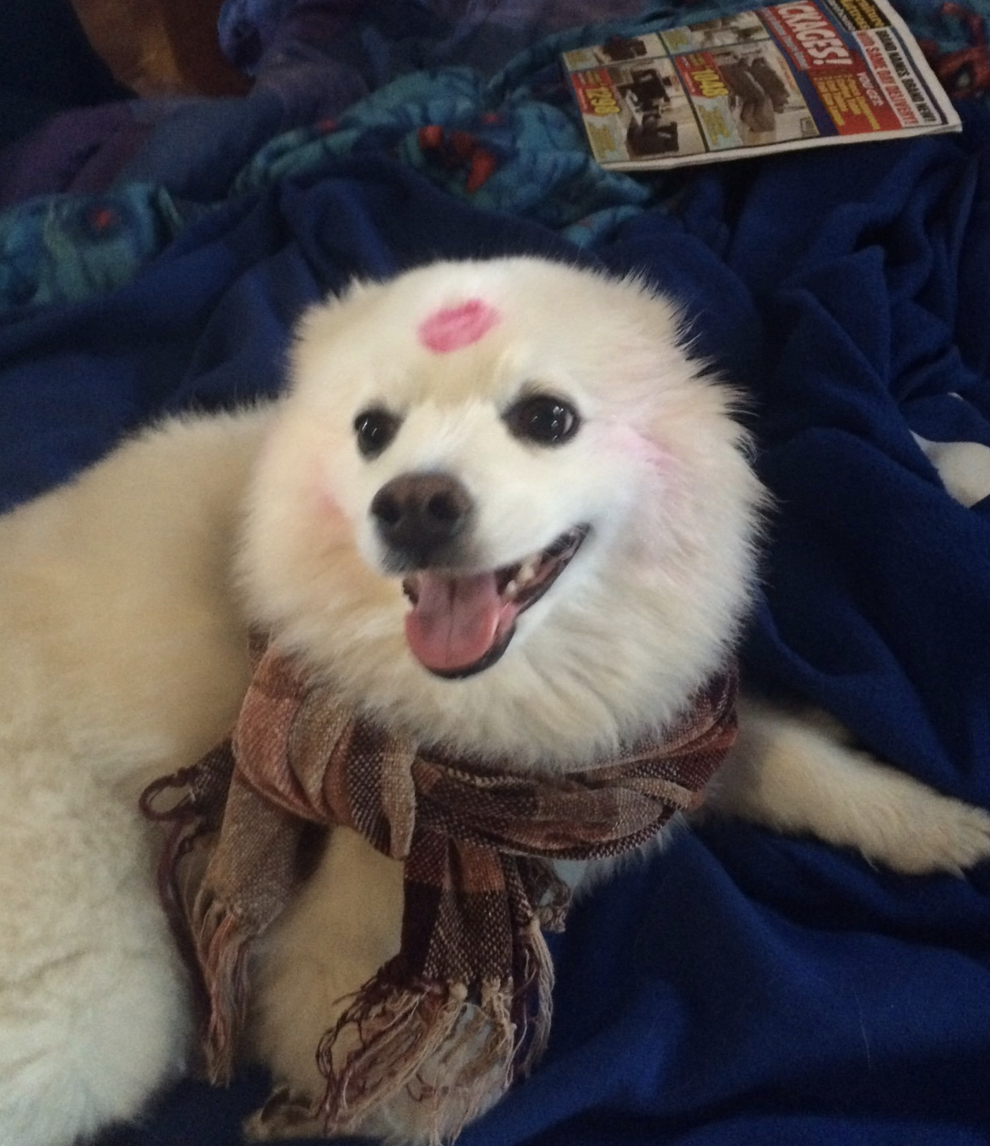 Literally Just 18 Dogs With Cute Lil' Kisses On Their Cute Lil' Heads
