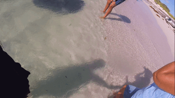 These friendly giants swim right up to the shoreline and wait for local fishermen to toss their fish scraps into the surf. If you’re patient (and brave enough!) you can stroke their fins and even hand-feed them.