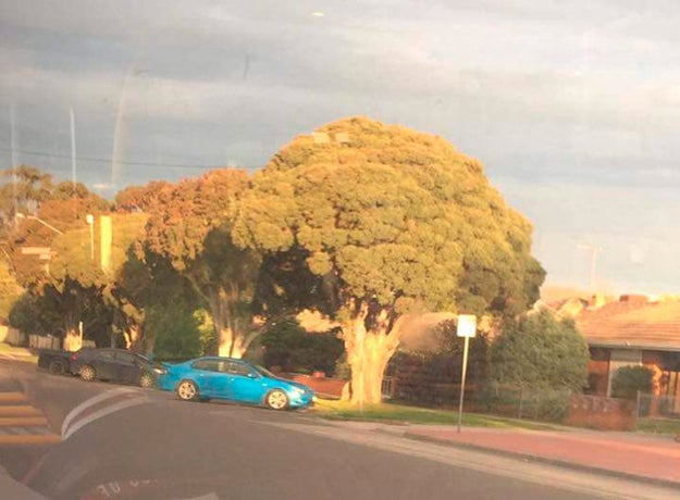 This tree that looks so, so much like piece of broccoli.