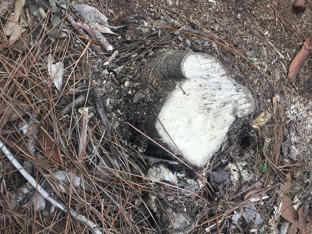 This tree stump that looks like it's waiting for a sandwich to be made on it.